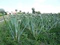 onion